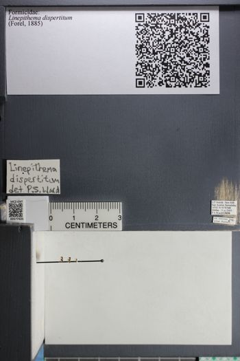 Media type: image;   Entomology 577435